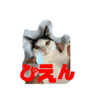 あずきとしらたま（個別スタンプ：7）