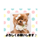25.Hana（個別スタンプ：4）