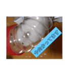 椿とコットン（個別スタンプ：3）