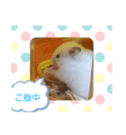 椿とコットン（個別スタンプ：5）