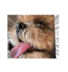 シーズー犬ぽぽ7（個別スタンプ：1）
