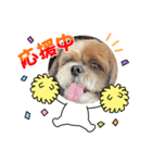 シーズー犬ぽぽ7（個別スタンプ：2）