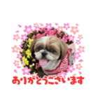 シーズー犬ぽぽ7（個別スタンプ：5）