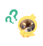 チワンズ3（個別スタンプ：6）