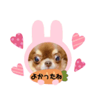 チワンズ3（個別スタンプ：16）