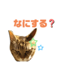 にゃいとメタルの会話スタンプ（個別スタンプ：5）