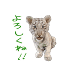 群馬サファリパーク 公式スタンプ vol.01（個別スタンプ：1）