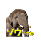 群馬サファリパーク 公式スタンプ vol.01（個別スタンプ：4）