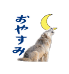 群馬サファリパーク 公式スタンプ vol.01（個別スタンプ：9）