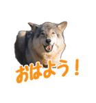 群馬サファリパーク 公式スタンプ vol.01（個別スタンプ：16）