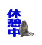 群馬サファリパーク 公式スタンプ vol.01（個別スタンプ：17）