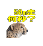 群馬サファリパーク 公式スタンプ vol.01（個別スタンプ：18）