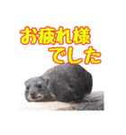 群馬サファリパーク 公式スタンプ vol.01（個別スタンプ：19）