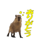 群馬サファリパーク 公式スタンプ vol.01（個別スタンプ：20）