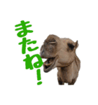 群馬サファリパーク 公式スタンプ vol.01（個別スタンプ：21）