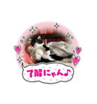ハチ割れクロちゃんの日常（個別スタンプ：1）