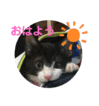 ハチ割れクロちゃんの日常（個別スタンプ：5）