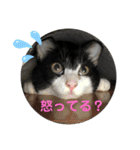 ハチ割れクロちゃんの日常（個別スタンプ：7）