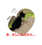 ハチ割れクロちゃんの日常（個別スタンプ：12）