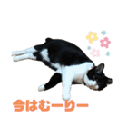 ハチ割れクロちゃんの日常（個別スタンプ：13）