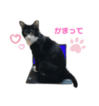 ハチ割れクロちゃんの日常（個別スタンプ：14）