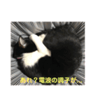 ハチ割れクロちゃんの日常（個別スタンプ：18）