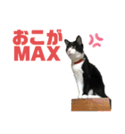 ハチ割れクロちゃんの日常（個別スタンプ：20）