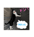 ハチ割れクロちゃんの日常（個別スタンプ：24）