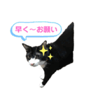 ハチ割れクロちゃんの日常（個別スタンプ：30）