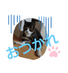 たぬきなたつきくん（個別スタンプ：3）