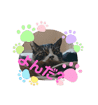たぬきなたつきくん（個別スタンプ：5）