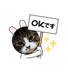 たぬきなたつきくん（個別スタンプ：11）