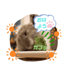 おハムのジョージの日常 Part2（個別スタンプ：2）