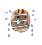 おハムのジョージの日常 Part2（個別スタンプ：13）