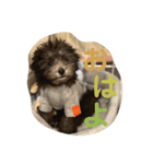 トイプードルシルバーの麦⋆*パピー編（個別スタンプ：15）
