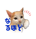 しろてんスタンプ-幼少期ver-（個別スタンプ：10）
