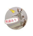 しろてんスタンプ-幼少期ver-（個別スタンプ：14）