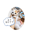 しろてんスタンプ-幼少期ver-（個別スタンプ：15）