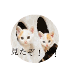 しろてんスタンプ-幼少期ver-（個別スタンプ：24）