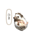 はりねずみのわさび（個別スタンプ：3）