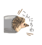 はりねずみのわさび（個別スタンプ：4）