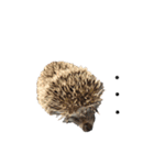はりねずみのわさび（個別スタンプ：10）