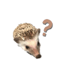 はりねずみのわさび（個別スタンプ：12）