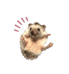 はりねずみのわさび（個別スタンプ：13）