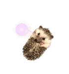 はりねずみのわさび（個別スタンプ：14）