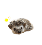 はりねずみのわさび（個別スタンプ：18）