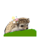 はりねずみのわさび（個別スタンプ：24）