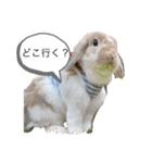 たれみみうさぎのももまる（個別スタンプ：1）