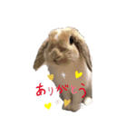 たれみみうさぎのももまる（個別スタンプ：2）