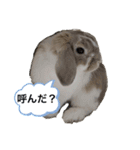 たれみみうさぎのももまる（個別スタンプ：5）